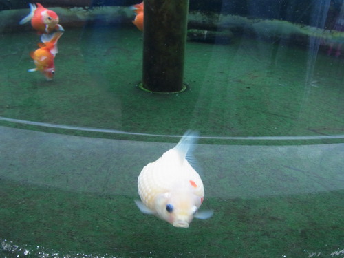 RIMG0557.JPGのサムネール画像