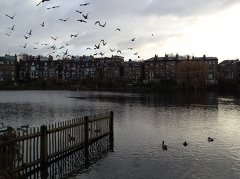 Hampstead heath